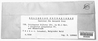 Trichaptum biforme image